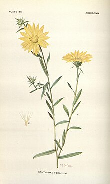 Addisonia (PLATE 056) (8577488442).jpg