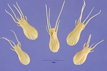 Aegilops ventricosa семена.jpg