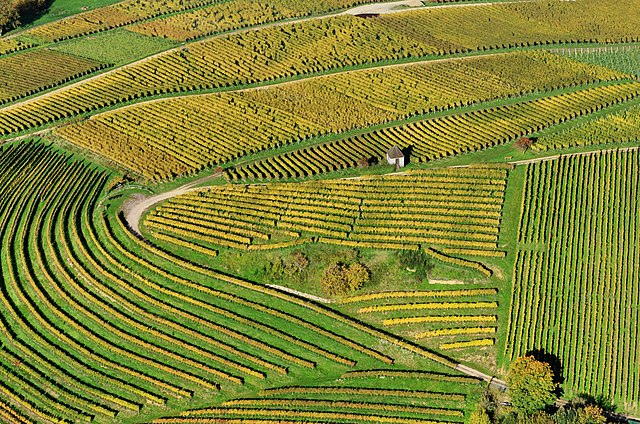 Aerial view of vineyards in Markgräflerland, Baden, Germany