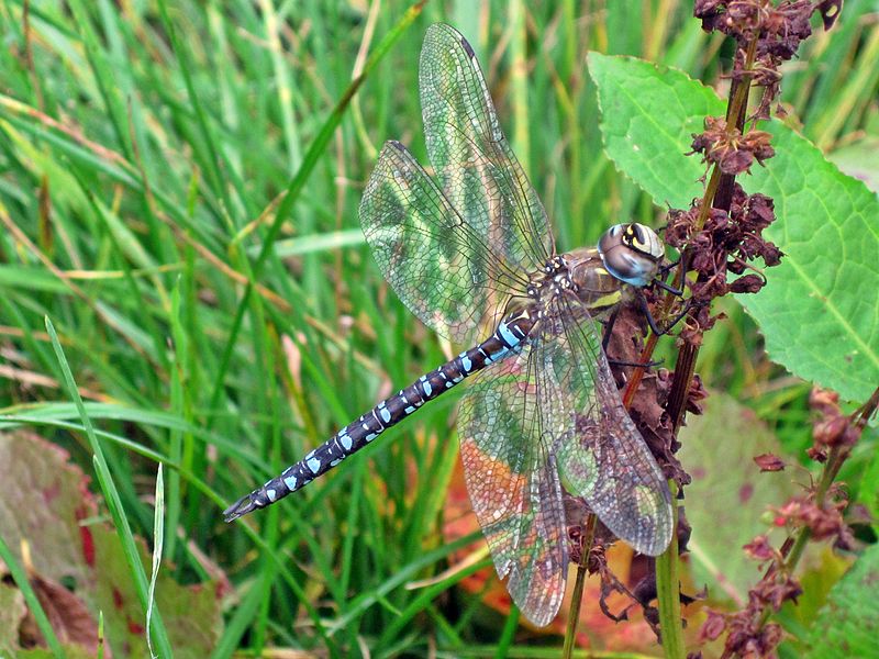 File:Aeshna mixta (Migrant Hawker), Arnhem, the Netherlands.jpg