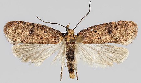 Agonopterix angelicella