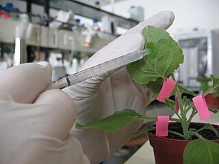 <span class="mw-page-title-main">Agroinfiltration</span> Method in plant biotechnology