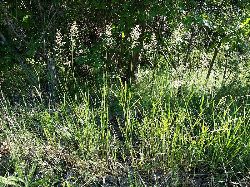 File:Agrostis gigantea sl8.jpg