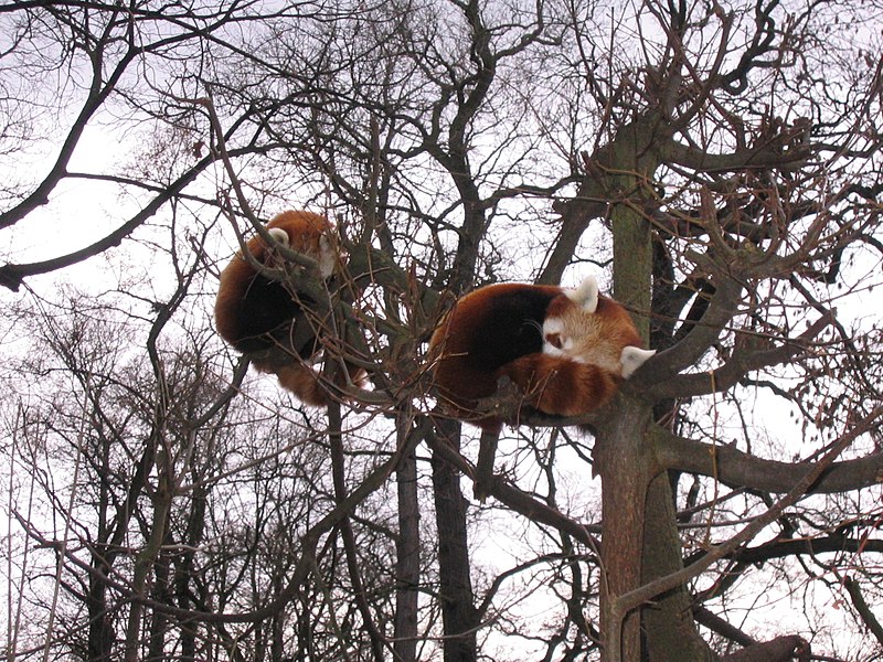 File:Ailurus Fulgens Tierpark Berlin 2006 02.jpg