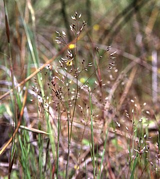 <i>Aira</i> Genus of grasses
