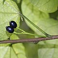 Alangium platanifolium var. trilobatum (fruits s6).jpg