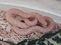 Albino Checkered Garter Snake, Thamnophis marcianus