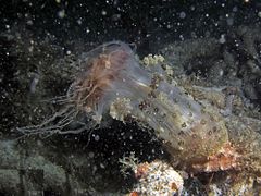 A. sansibarensis alimentándose, Koh Phangan, Tailandia