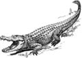 Alligator (PSF).png