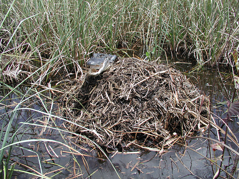 File:Alligator Research (3), NPSPhoto (9250306586).jpg