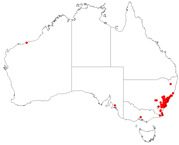 File:AllocasuarinadistylaDistributionMap14.png