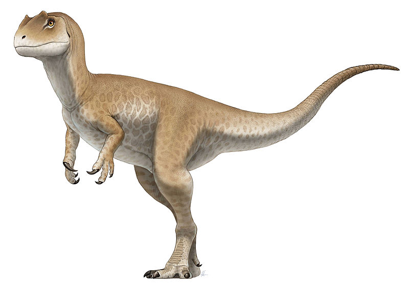 Ficheiro:Allosaurus Juvenile Reconstruction.jpg