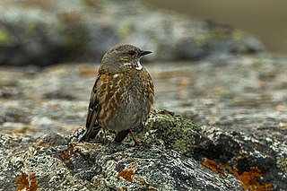 <span class="mw-page-title-main">Altai accentor</span> Species of bird