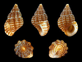 Alvania lineata