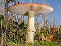 * Nomination Amanita muscaria mushroom --Uberprutser 22:43, 17 November 2014 (UTC) * Decline  Comment I don't care for the lighting (used a flash?). I won't oppose outright, to give at least one other reviewer a chance to give their opinion. Ram-Man 04:12, 18 November 2014 (UTC) -- Once again a wrong exposure solution with large shutter speed and aperture, making the subject to appear unfocused, due to small dof. I don't like the tight crop either. Alvesgaspar 22:34, 18 November 2014 (UTC)