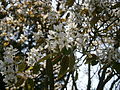 Amelanchier lamarckii