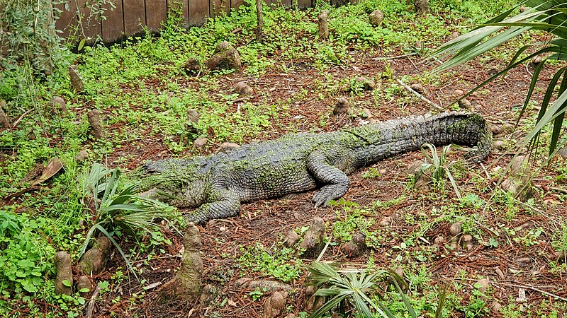 File:American alligator (Alligator mississippiensis) in Jacksonville Zoo.jpg