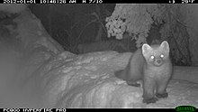 In Sitka, Alaska American marten (6626016275).jpg