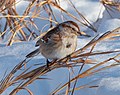Thumbnail for File:American tree sparrow in CP (41220).jpg
