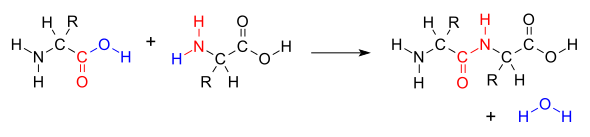 The dehydration condensation of two amino acids to form a peptide bond (red) with expulsion of water (blue) AminoacidCondensation.svg