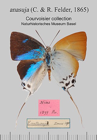 <i>Jacoona anasuja</i> Species of butterfly