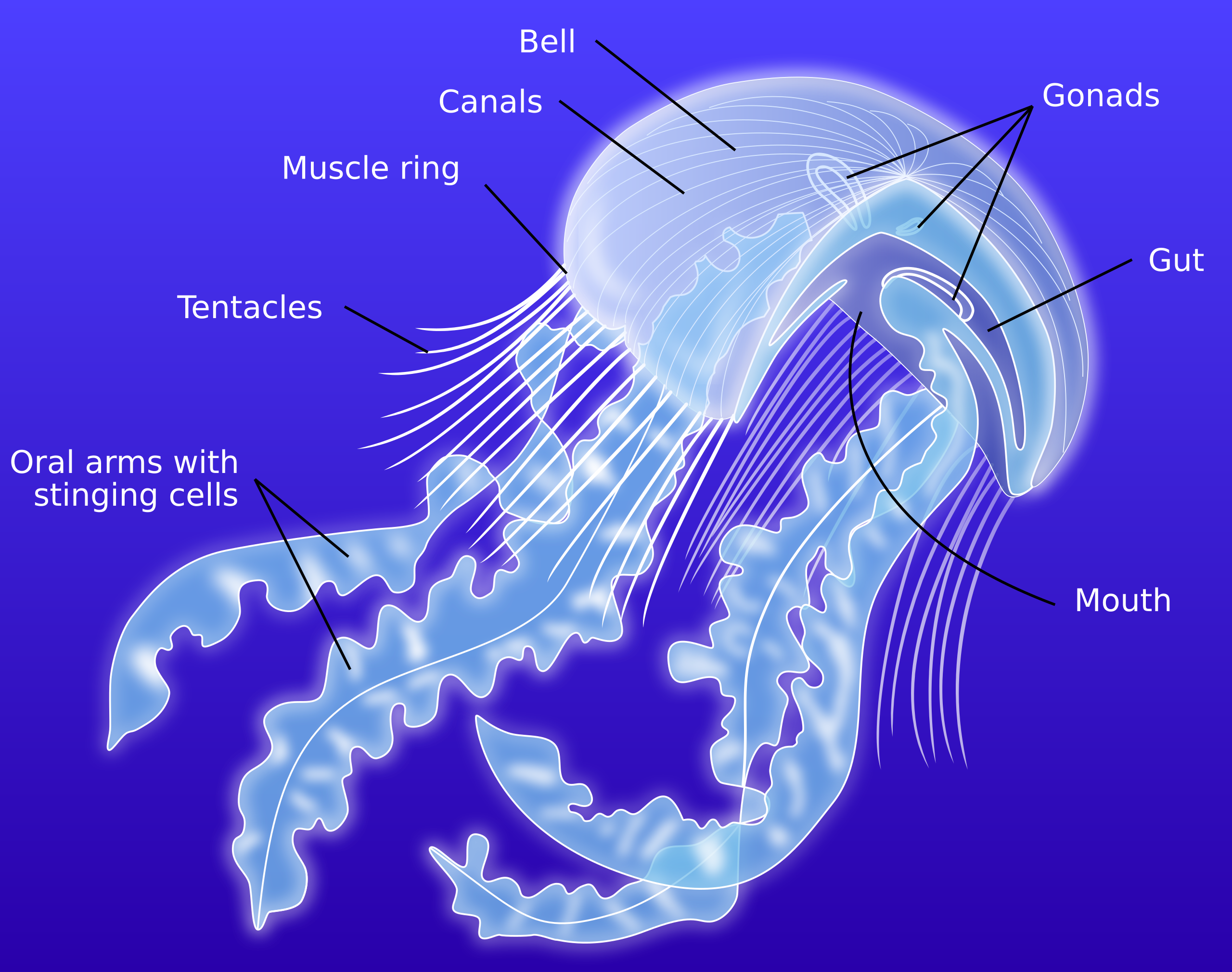 jellyfish diagram