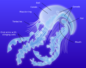 Jellyfish - Wikipedia