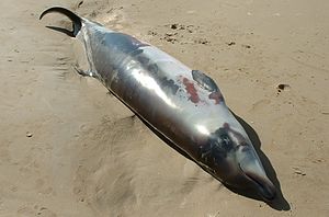 Andrews' Beaked Whale (neonate, beachwashed) (cropped).JPG