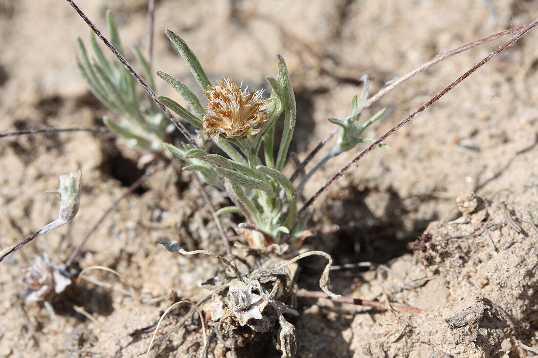 Antennaria flagellaris