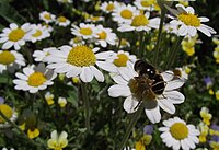 Anthemis tomentosa