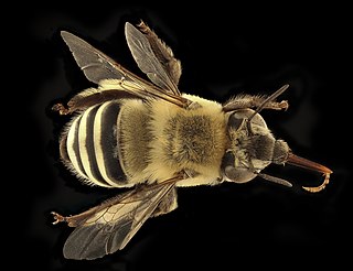 <i>Anthophora walshii</i> Species of bee