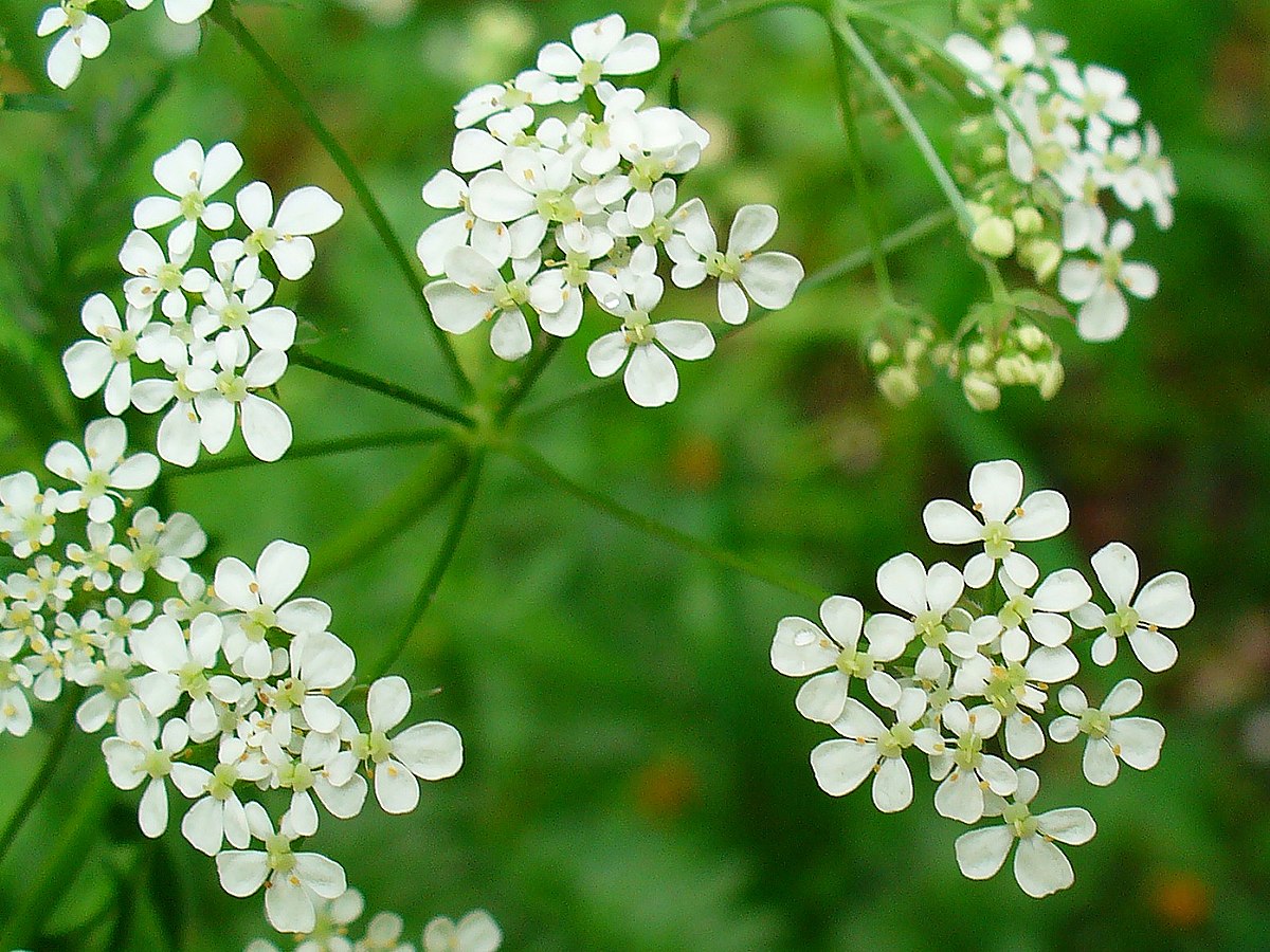 Special plants. Дикий кервель. Цветы похожие на кервель с желтыми бутонами. Wallpapers Hesperis Sylvestris. Plant species.