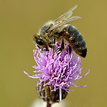 Cirsium arvense Apis mellifera - Cirsium arvense - Keila.jpg