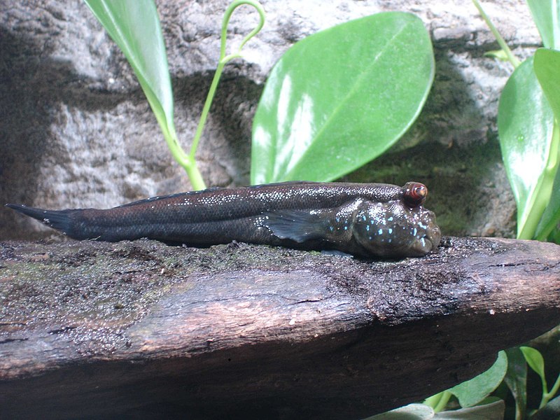 File:Aquarium tropical - periophtalme.JPG