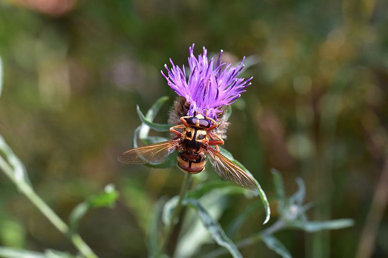 File:Araignées, insectes et fleurs de la forêt de Moulière (Les Chirons Noirs) (28426108663).jpg