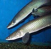 Two large, dark gray fish in a fishtank.