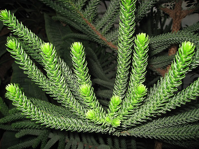 File:Araucaria Columnaris.Serres d'Auteuil 001.jpg