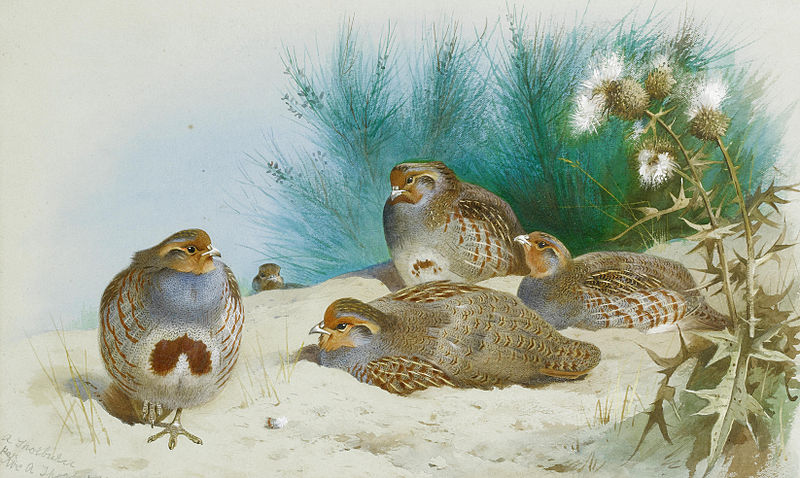 File:Archibald Thorburn English partridge with gorse and thistles.jpg