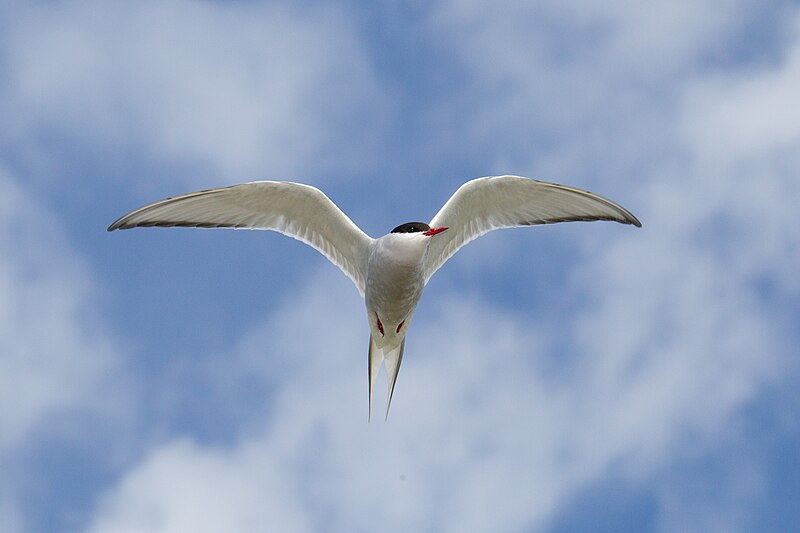 File:Arctic Tern-Sterna paradiseaea.jpg