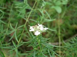 Artemisia dracunculus3.jpg