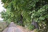 Chestnuts in the source