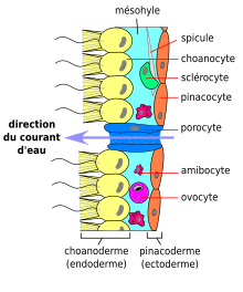 Structure histologique des Porifera de type asconoïde, vue en coupe.