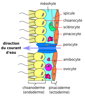 Porifera: Étymologie, Synapomorphies, Description