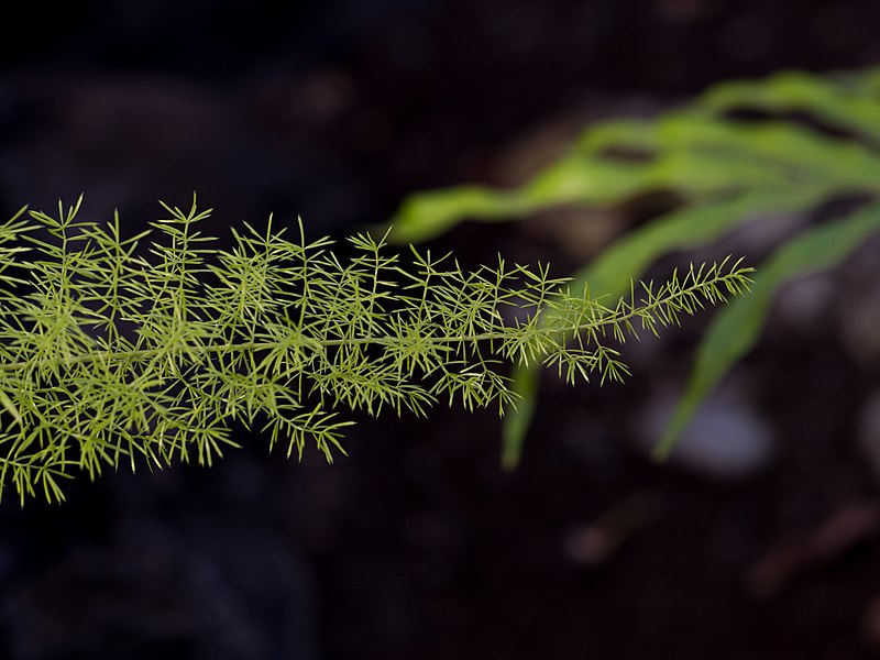 File:Asparagus fern (60431).jpg