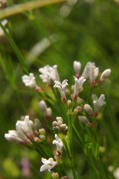 File:Asperula cynanchica PID1312-2.jpg