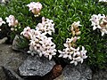 Asperula gussonii