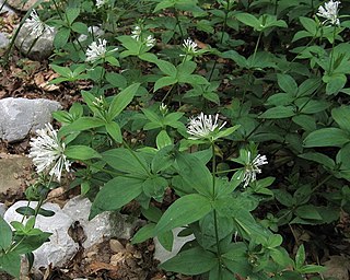 <i>Asperula taurina</i> Species of plant