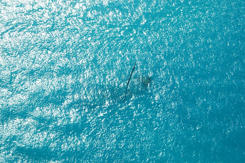 File:Assignment- 48-DPA-11-06 K Dry Tortugas) (Scenes in and around) Dry Tortugas National Park--home of Fort Jefferson--(located 70 miles west of Key West, Florida).jpg