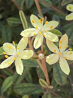 <i>Asterolasia asteriscophora</i> Species of flowering plant