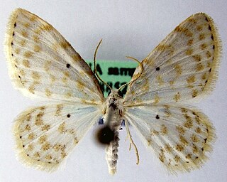 <i>Asthena anseraria</i> Species of moth